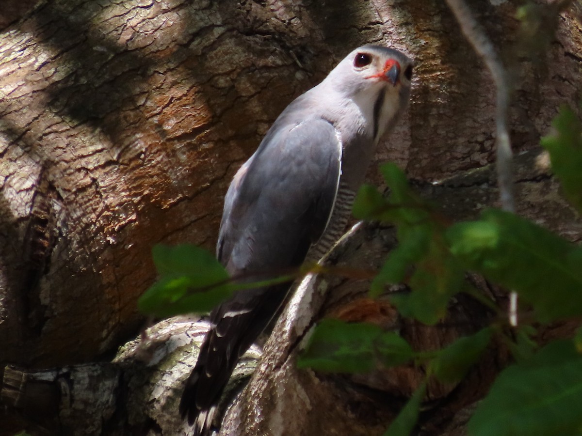 Ящеричный ястребок - ML646621153