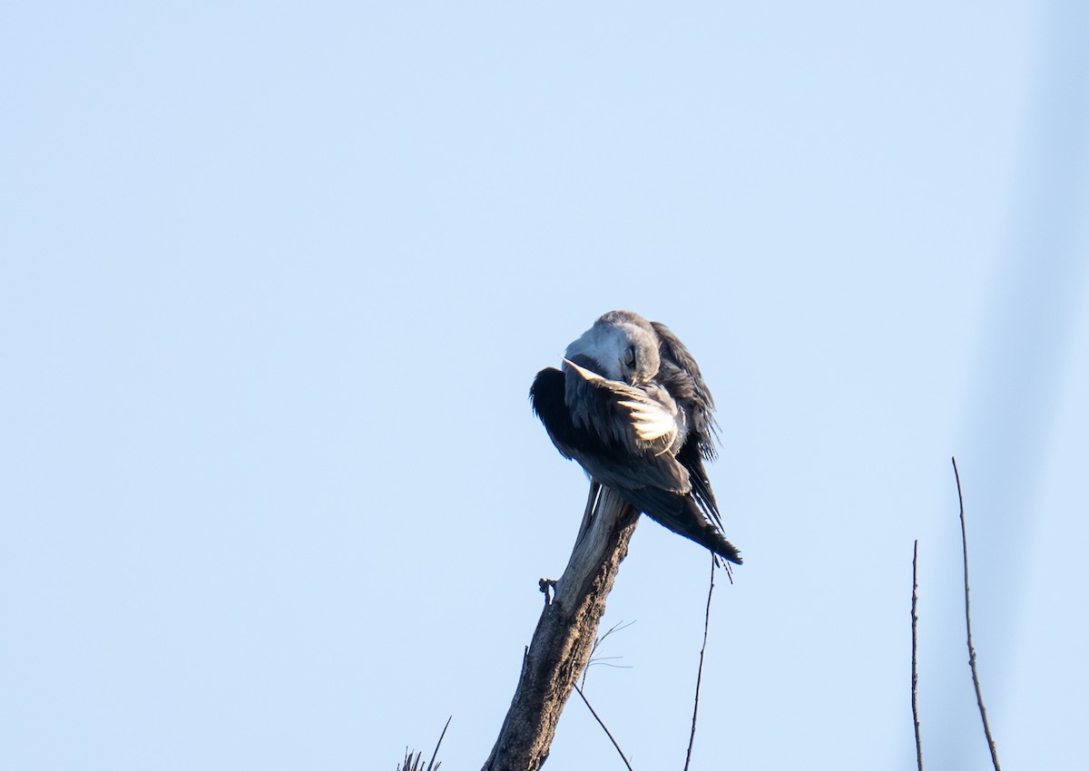 Black-winged Kite - ML646621154