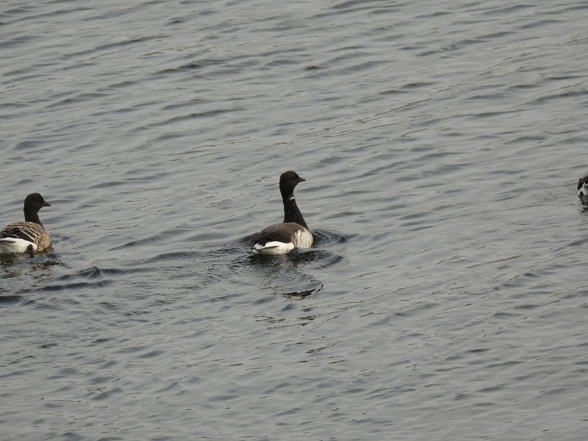 Barnacla Carinegra - ML646621156