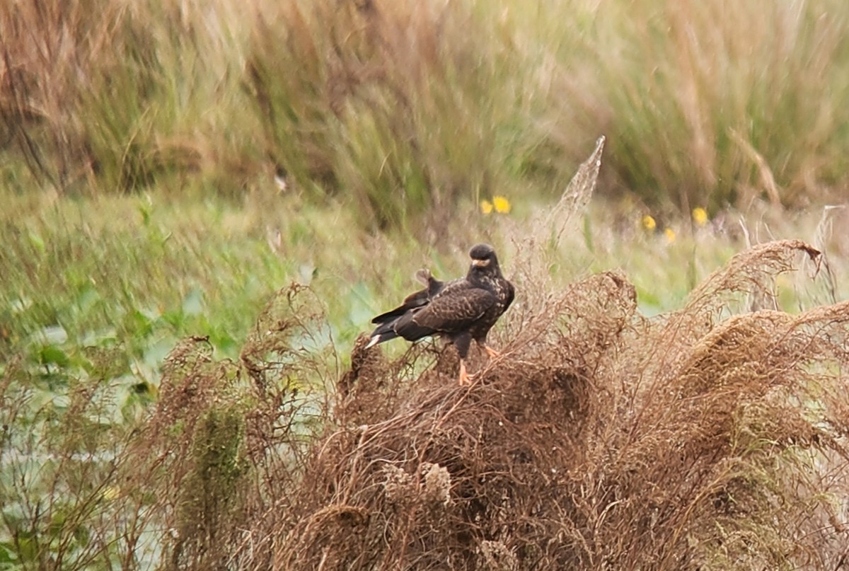 Caracolero Común - ML646621159