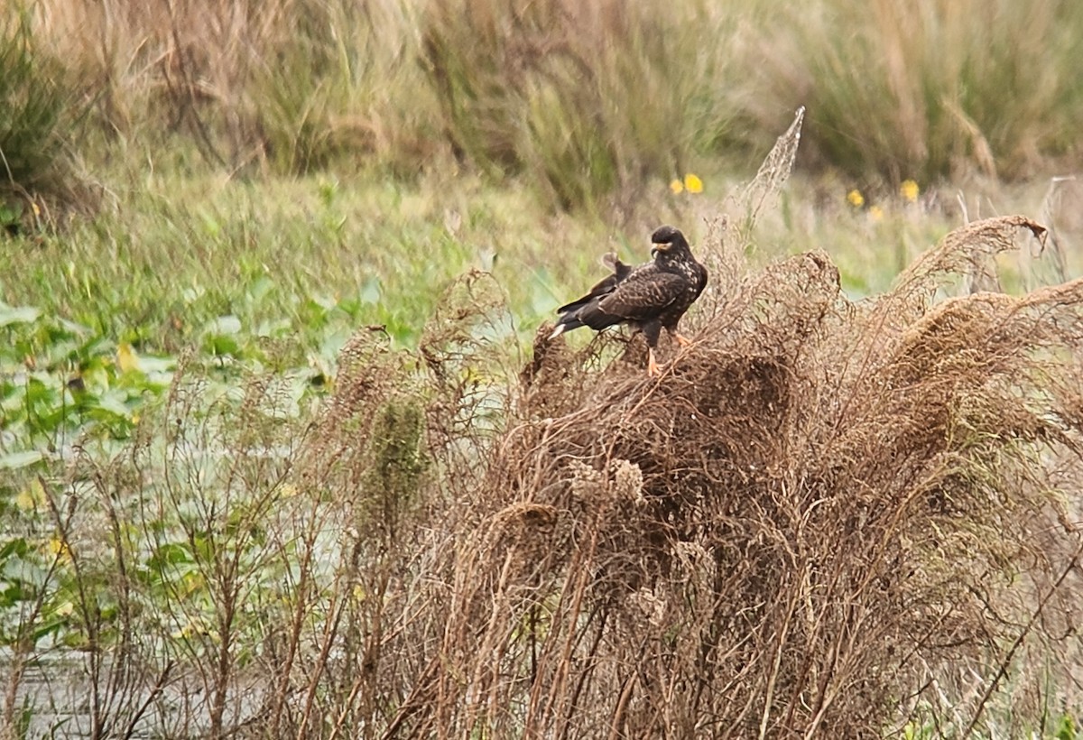 Caracolero Común - ML646621160