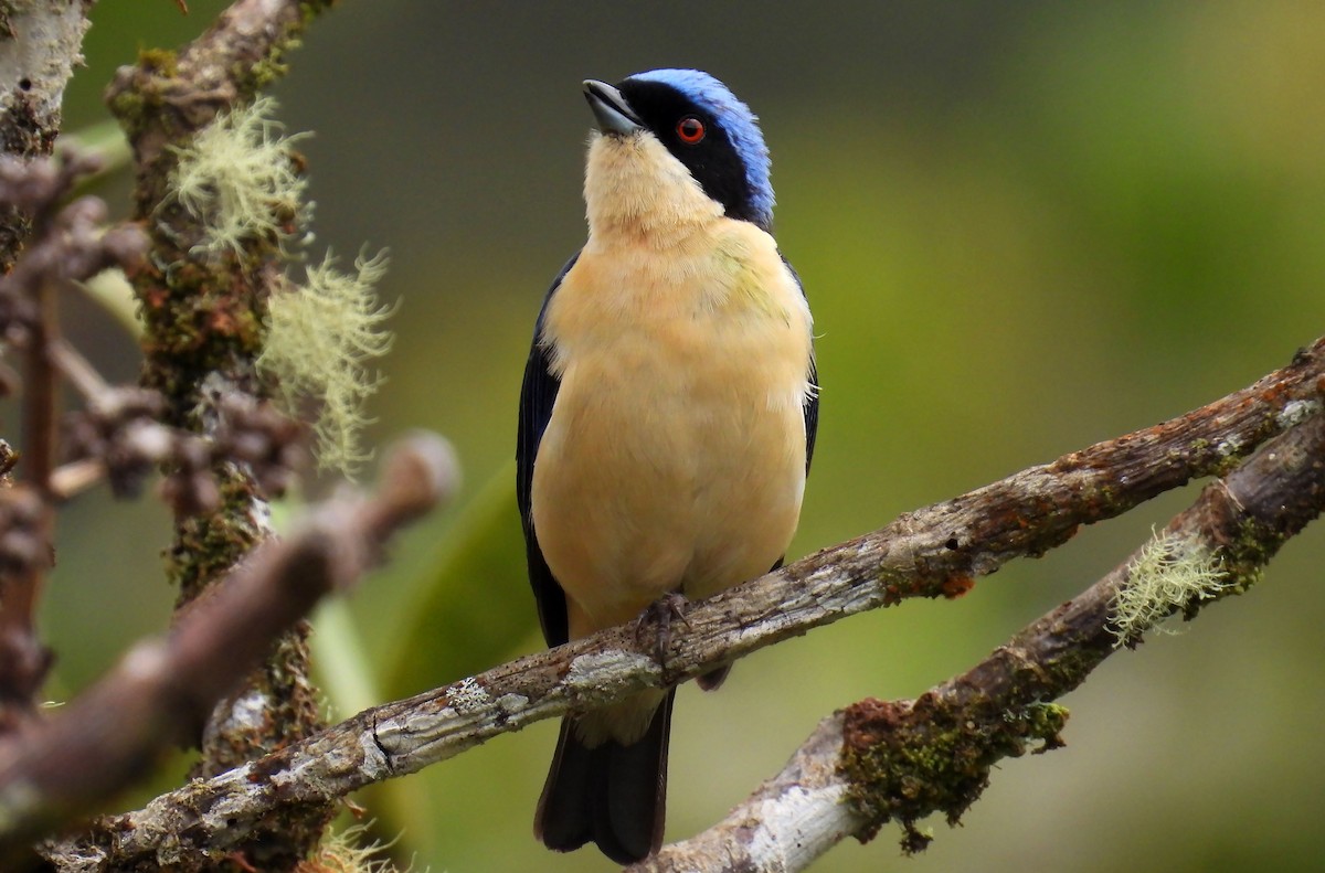 Fawn-breasted Tanager - ML646621164