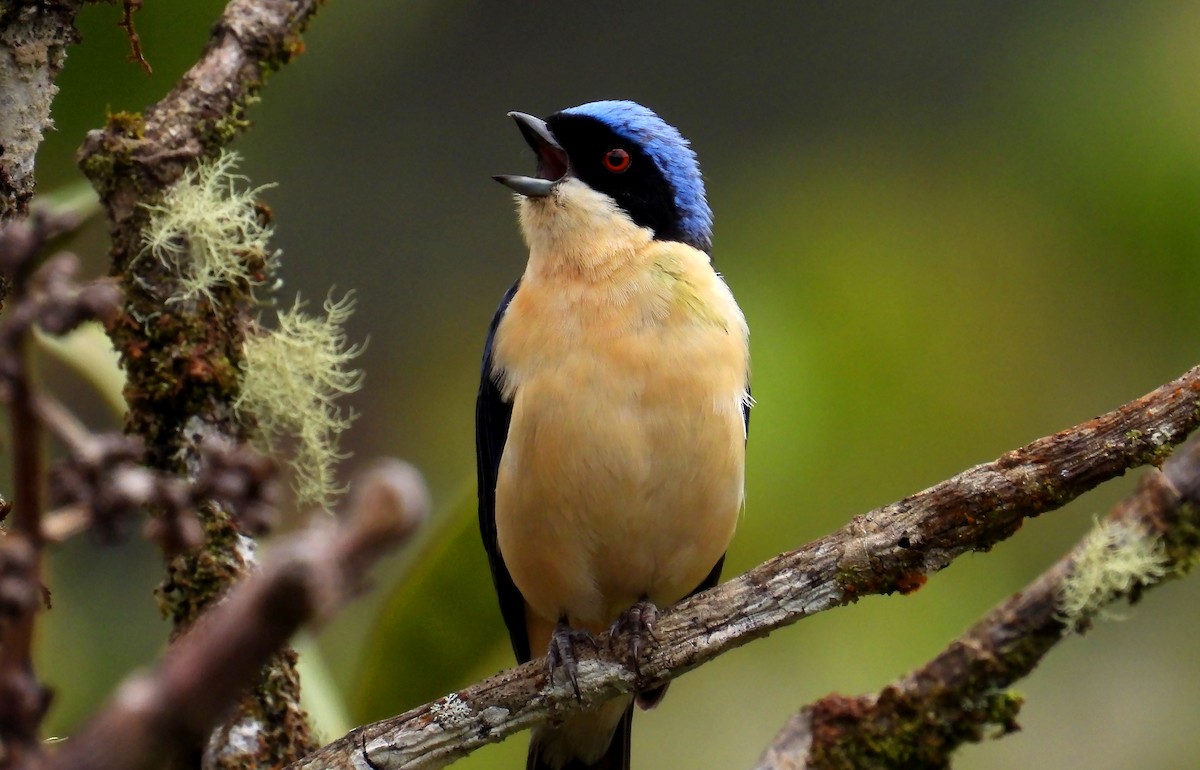 Fawn-breasted Tanager - ML646621165
