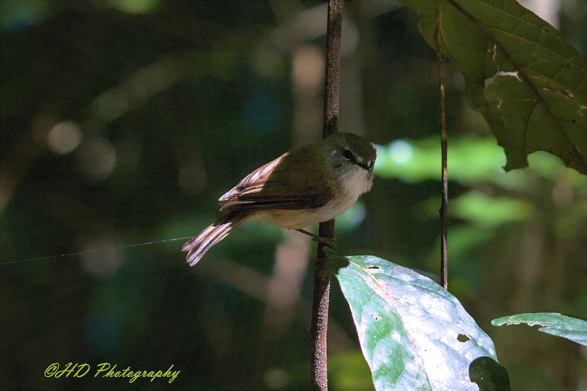 Brown Gerygone - ML646621168