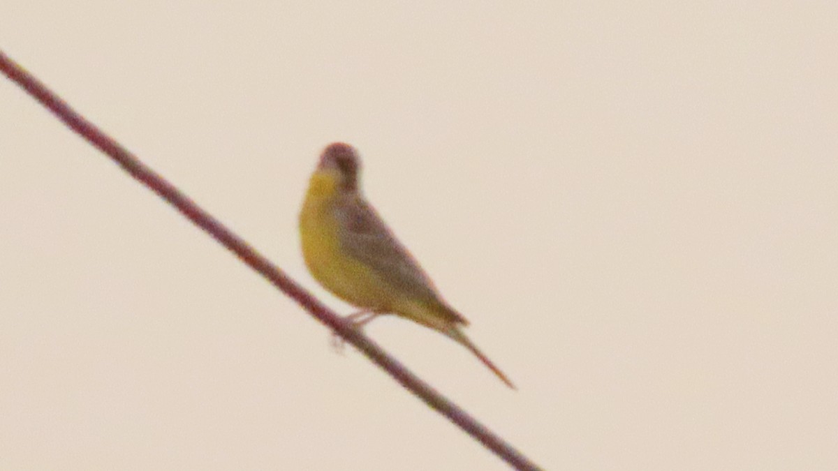Black-headed Bunting - ML646621169