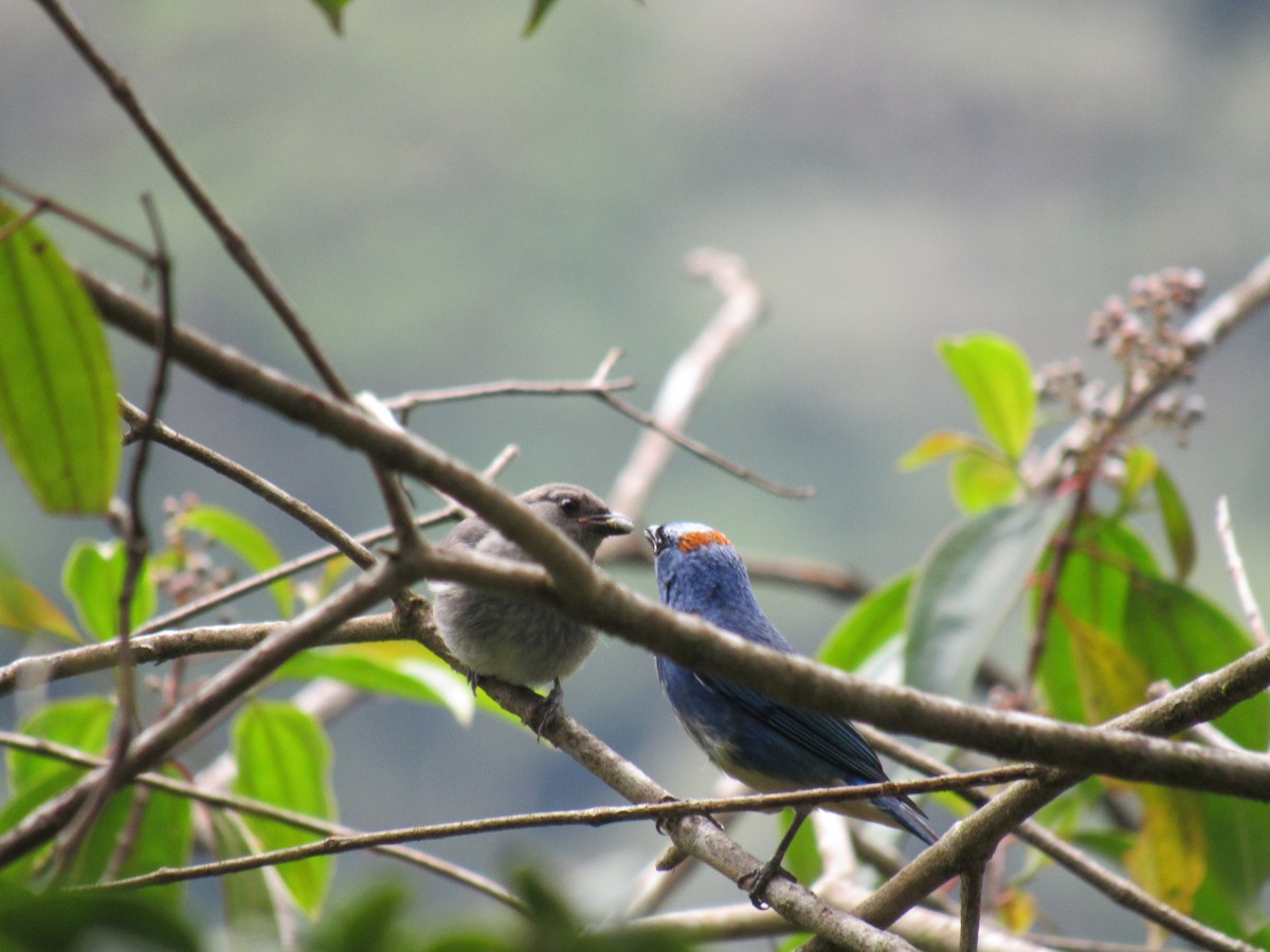Golden-naped Tanager - ML646621171