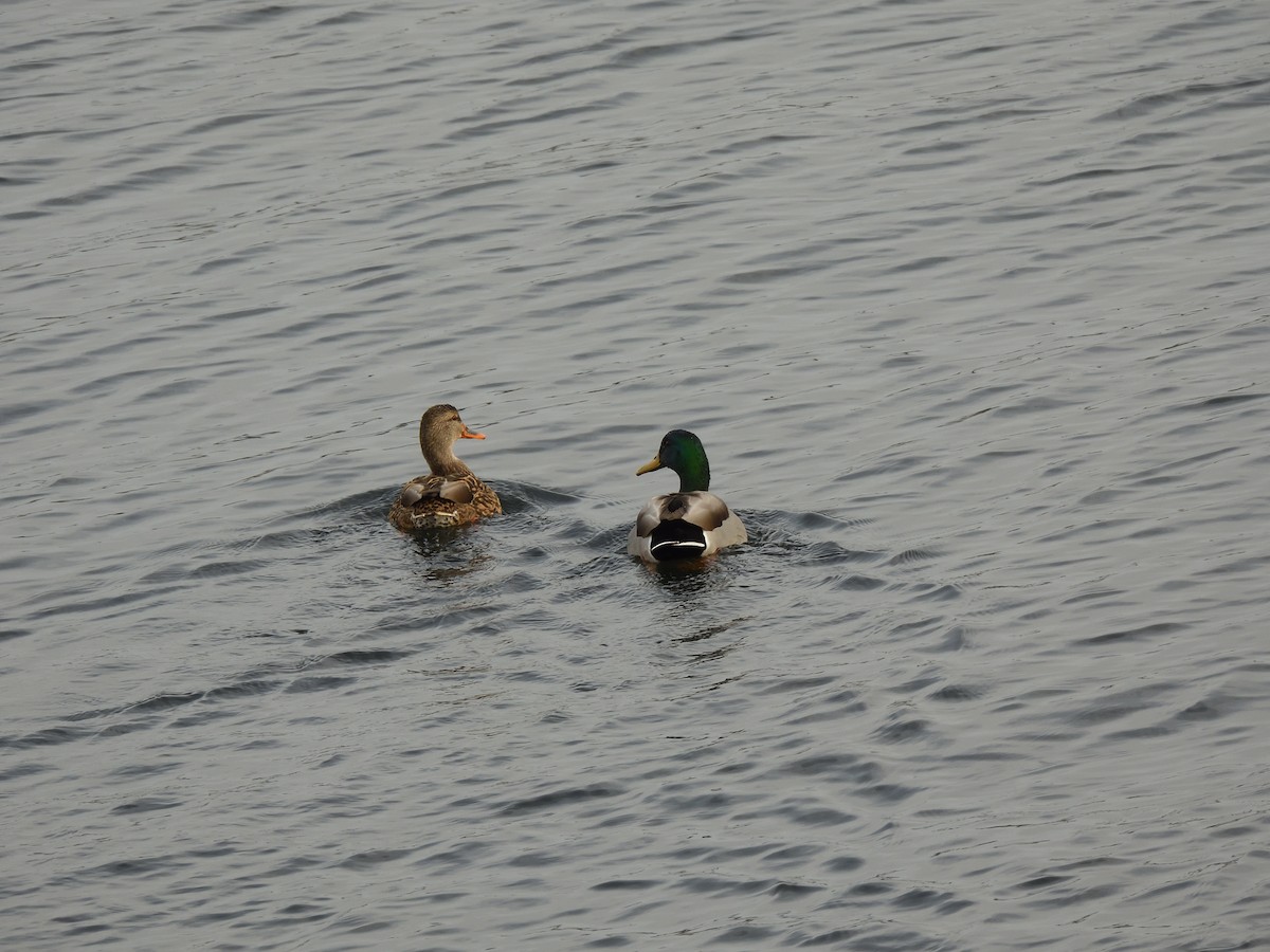 Ánade Azulón - ML646621174