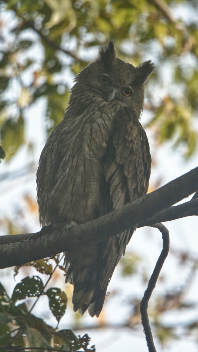 Dusky Eagle-Owl - ML646621175