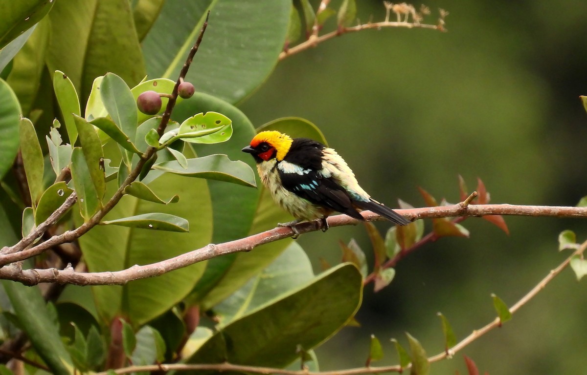 Flame-faced Tanager - ML646621178