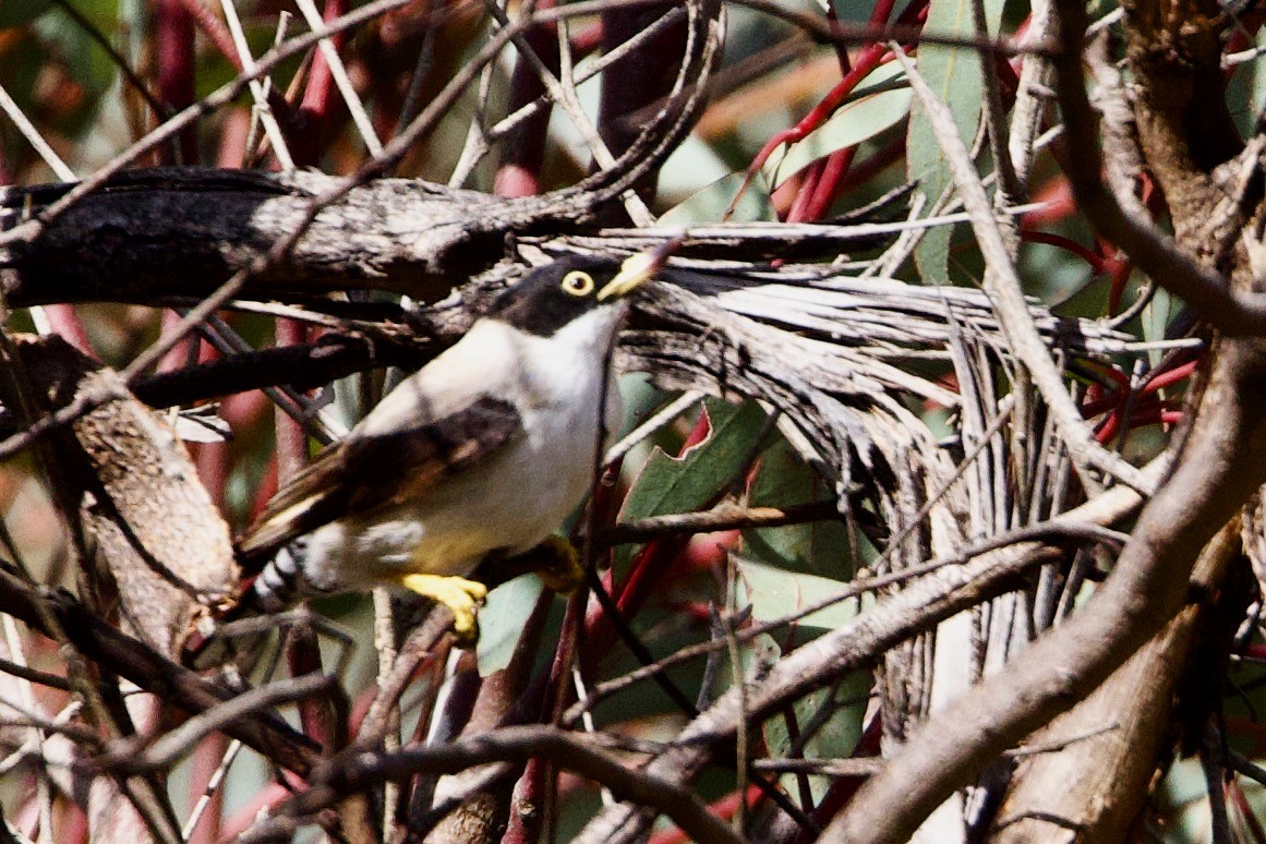 Varied Sittella - ML646621179