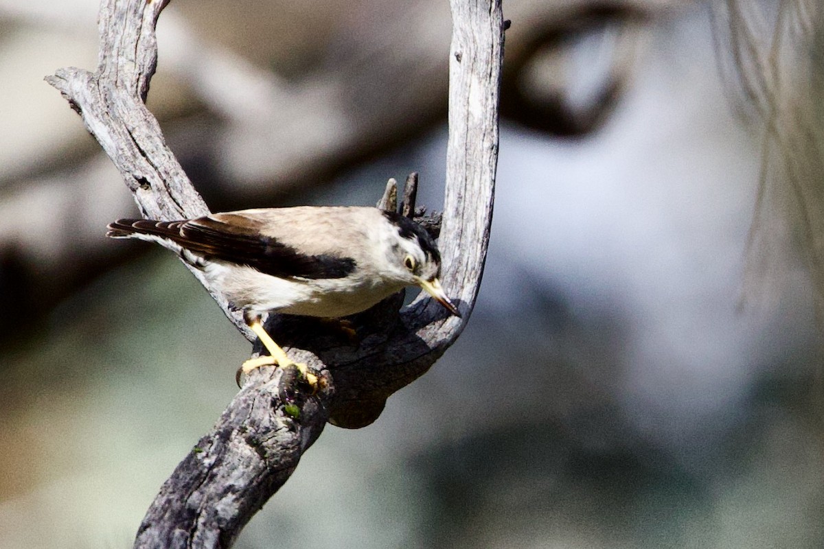 Varied Sittella - ML646621180