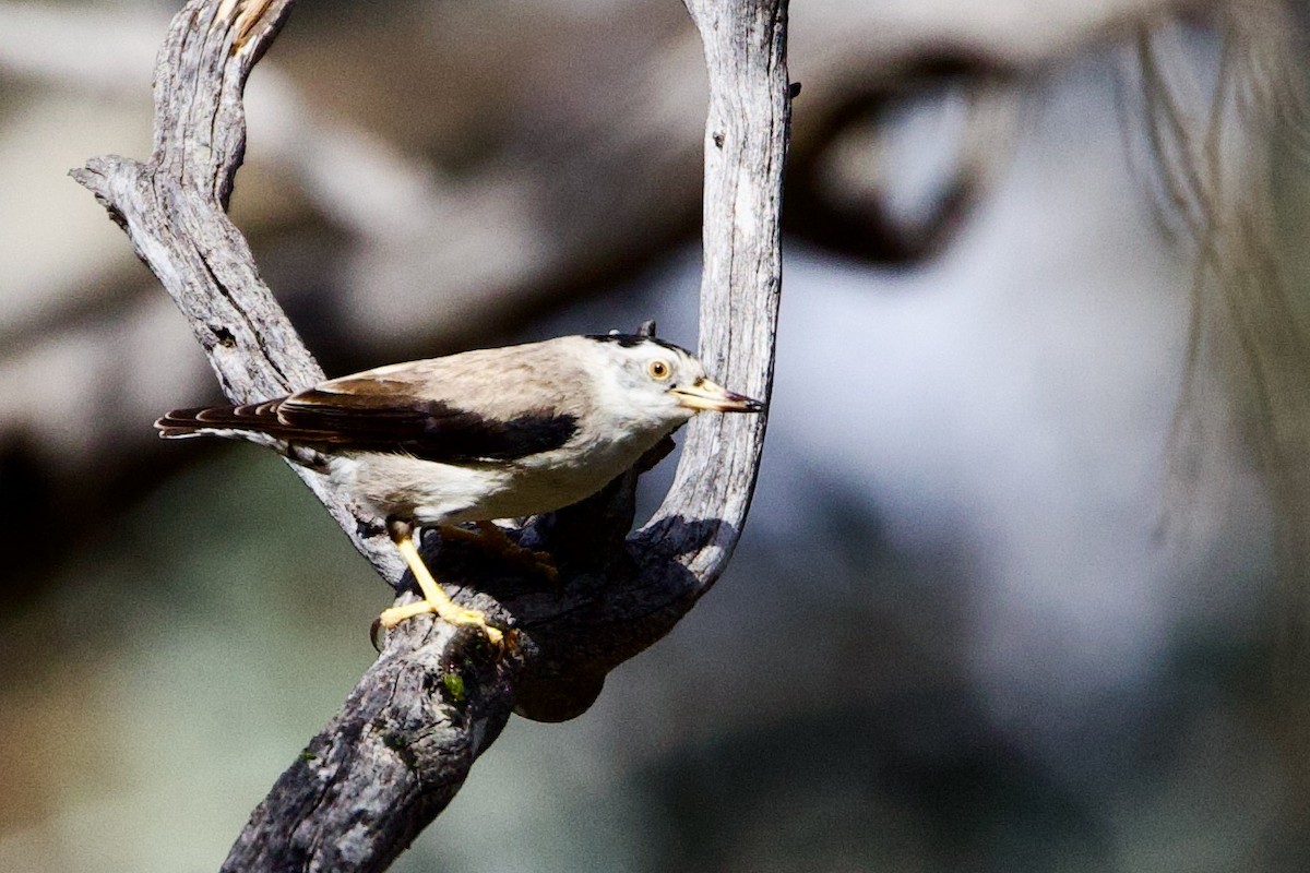 Varied Sittella - ML646621181