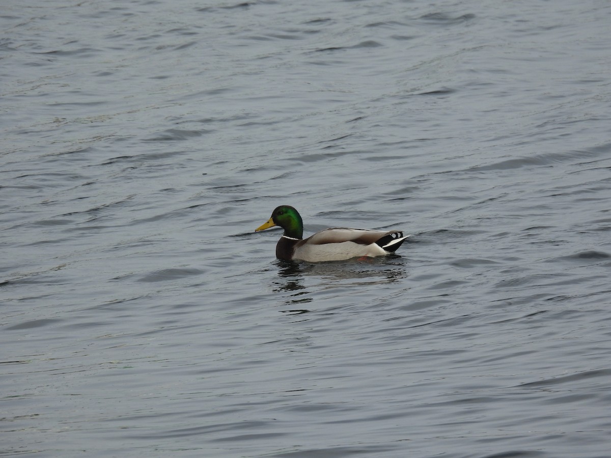 Ánade Azulón - ML646621182