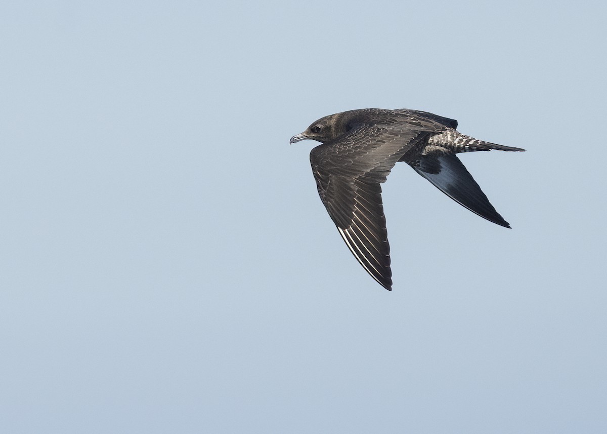 Годон хайлгана - ML646621184