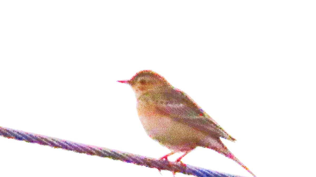 Common Rosefinch - ML646621185