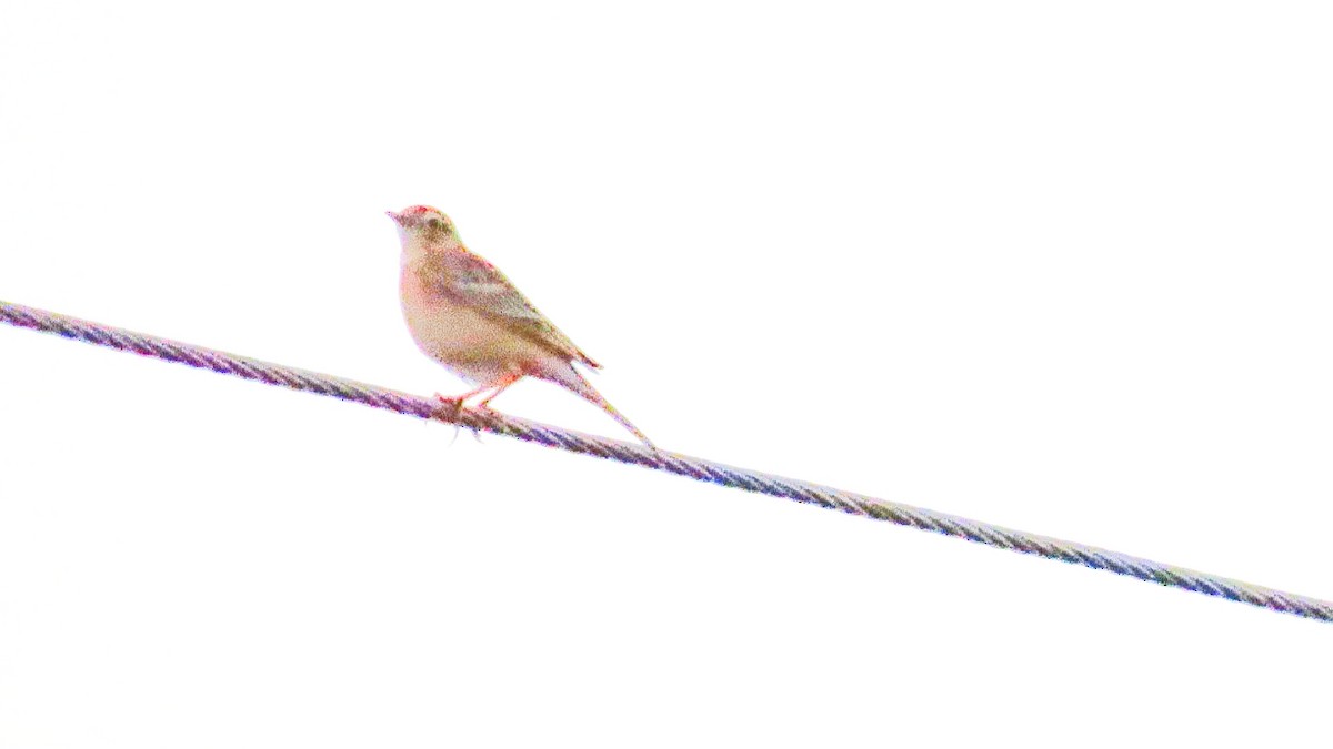 Common Rosefinch - ML646621186