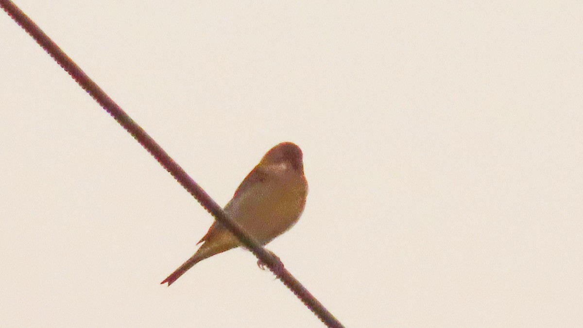 Common Rosefinch - ML646621187