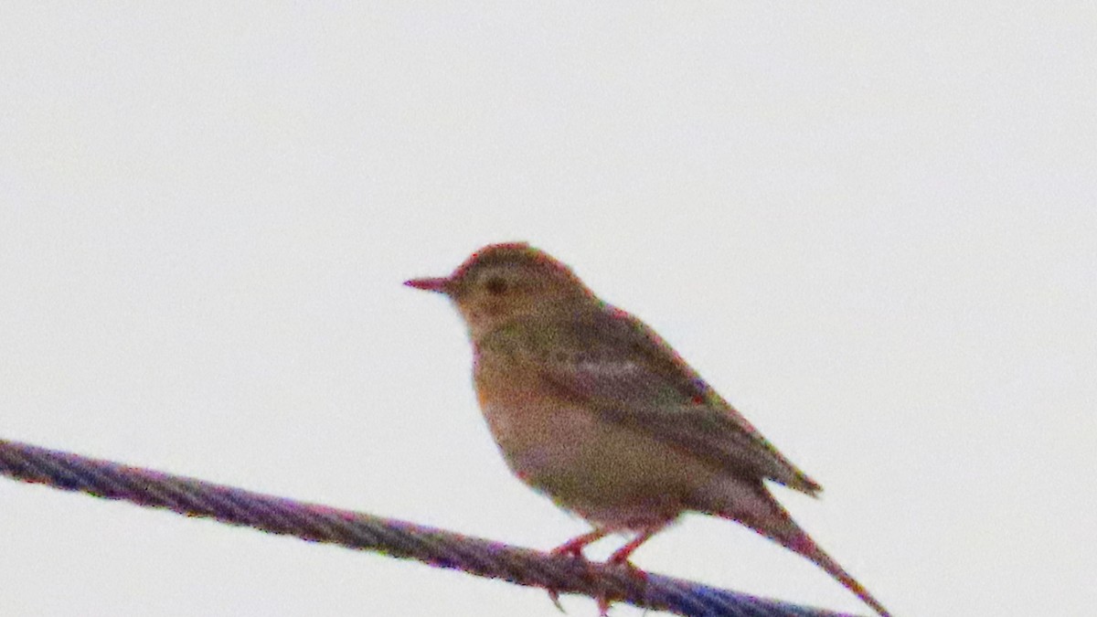Common Rosefinch - ML646621188