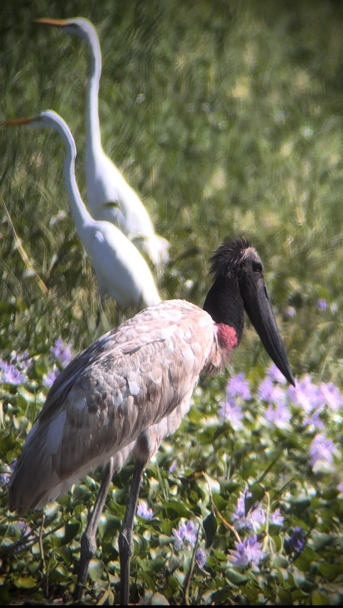 Jabiru - ML646621190