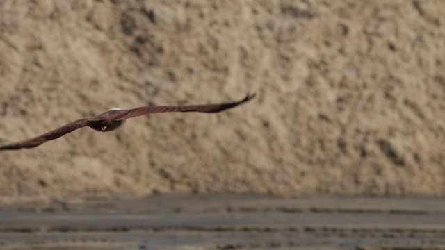 Шуліка королівський - ML646621191