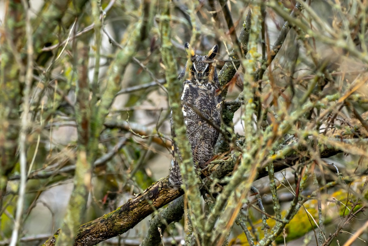 Long-eared Owl - ML646621192