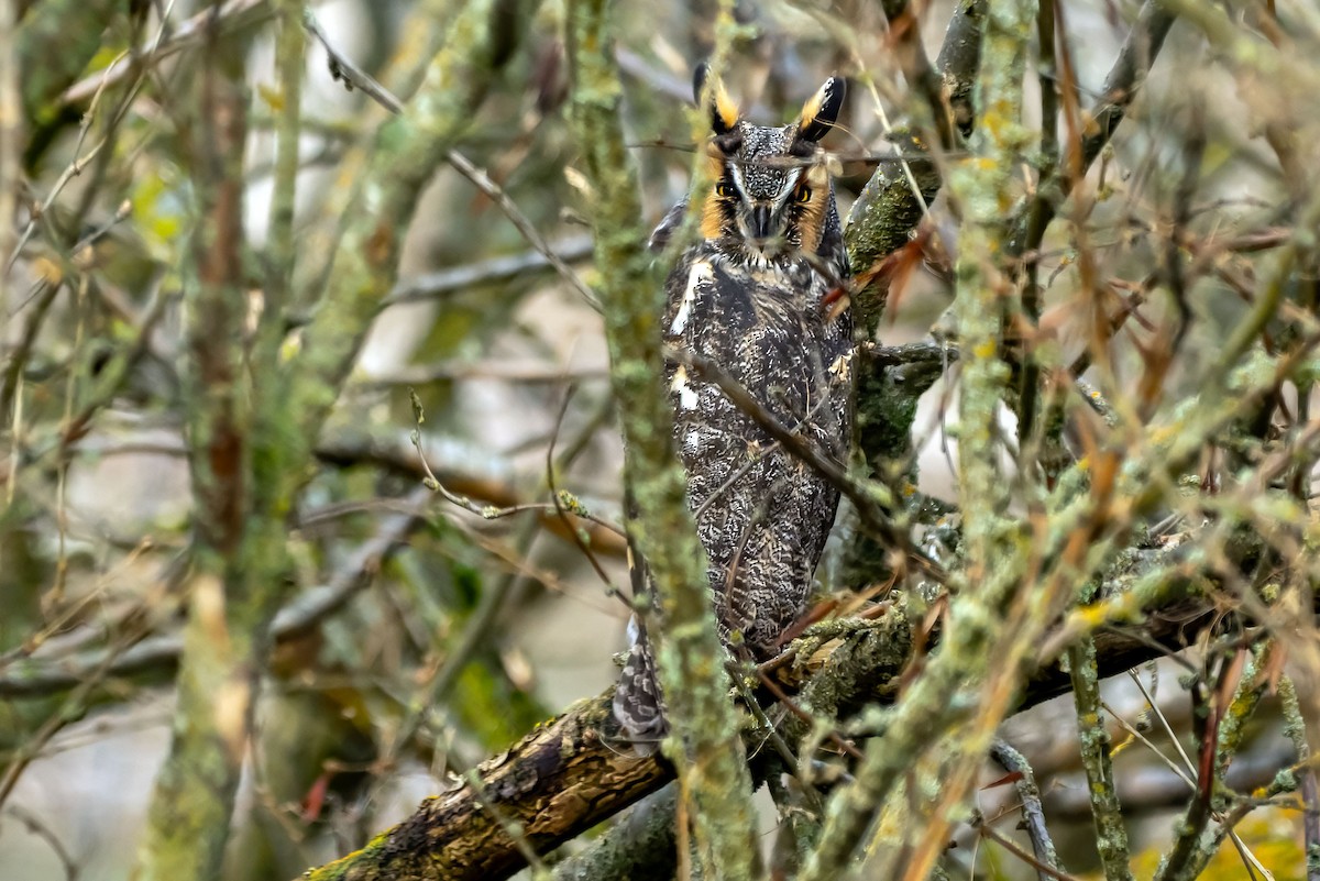 Long-eared Owl - ML646621193