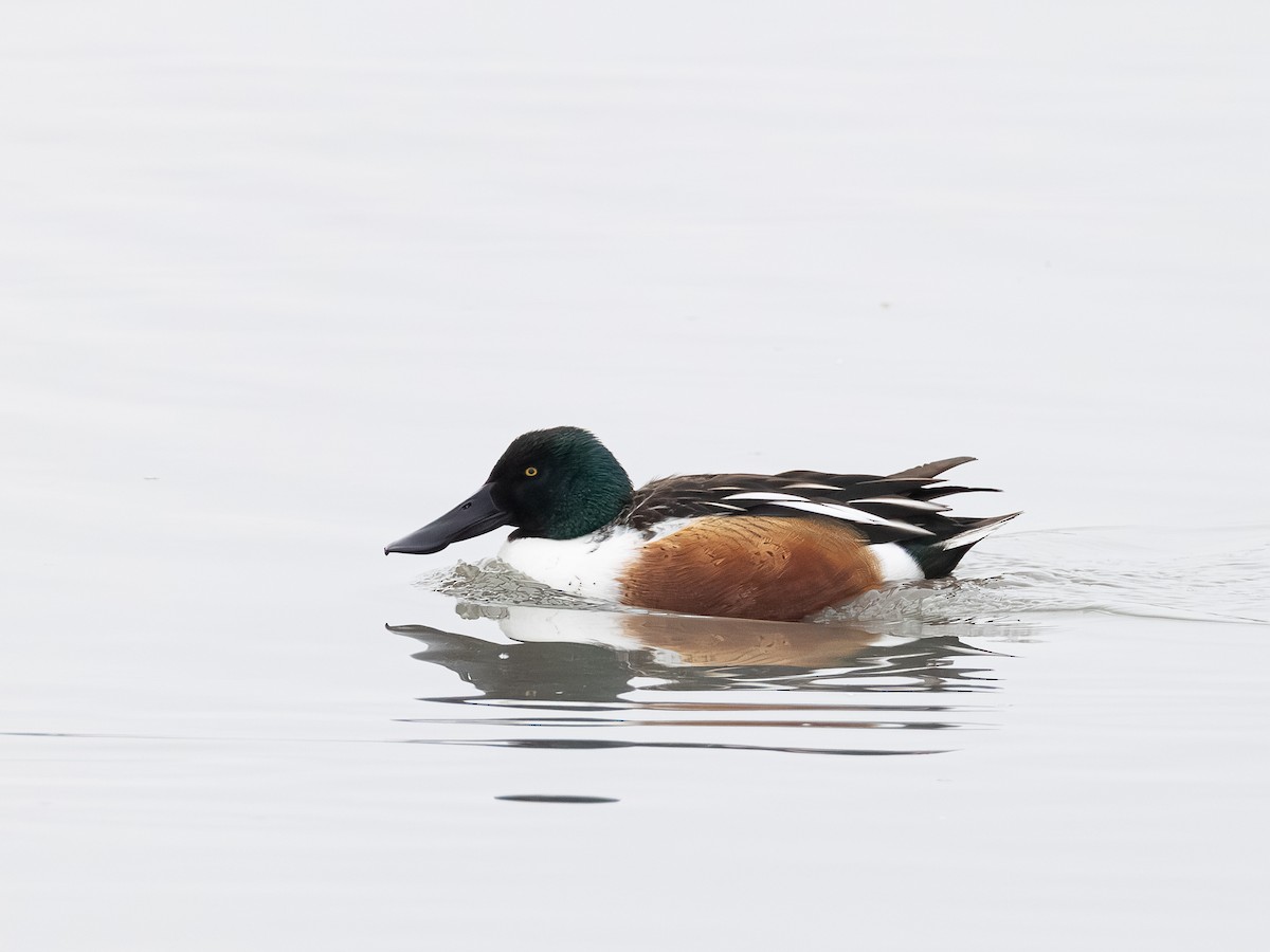 Northern Shoveler - ML646621194