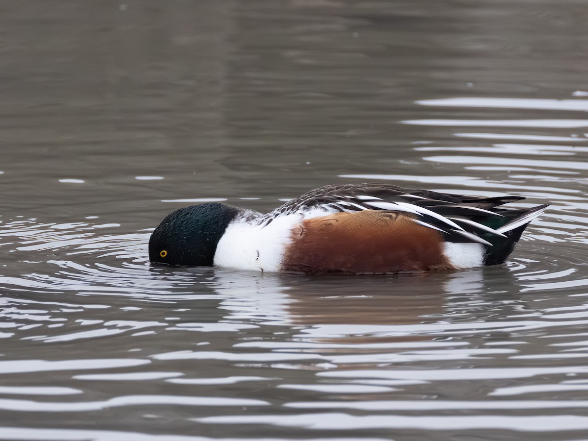 Northern Shoveler - ML646621196
