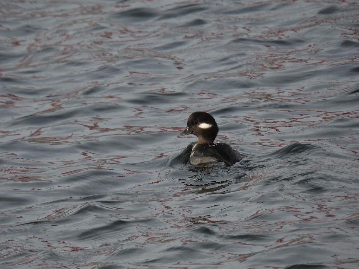 Porrón Albeola - ML646621200