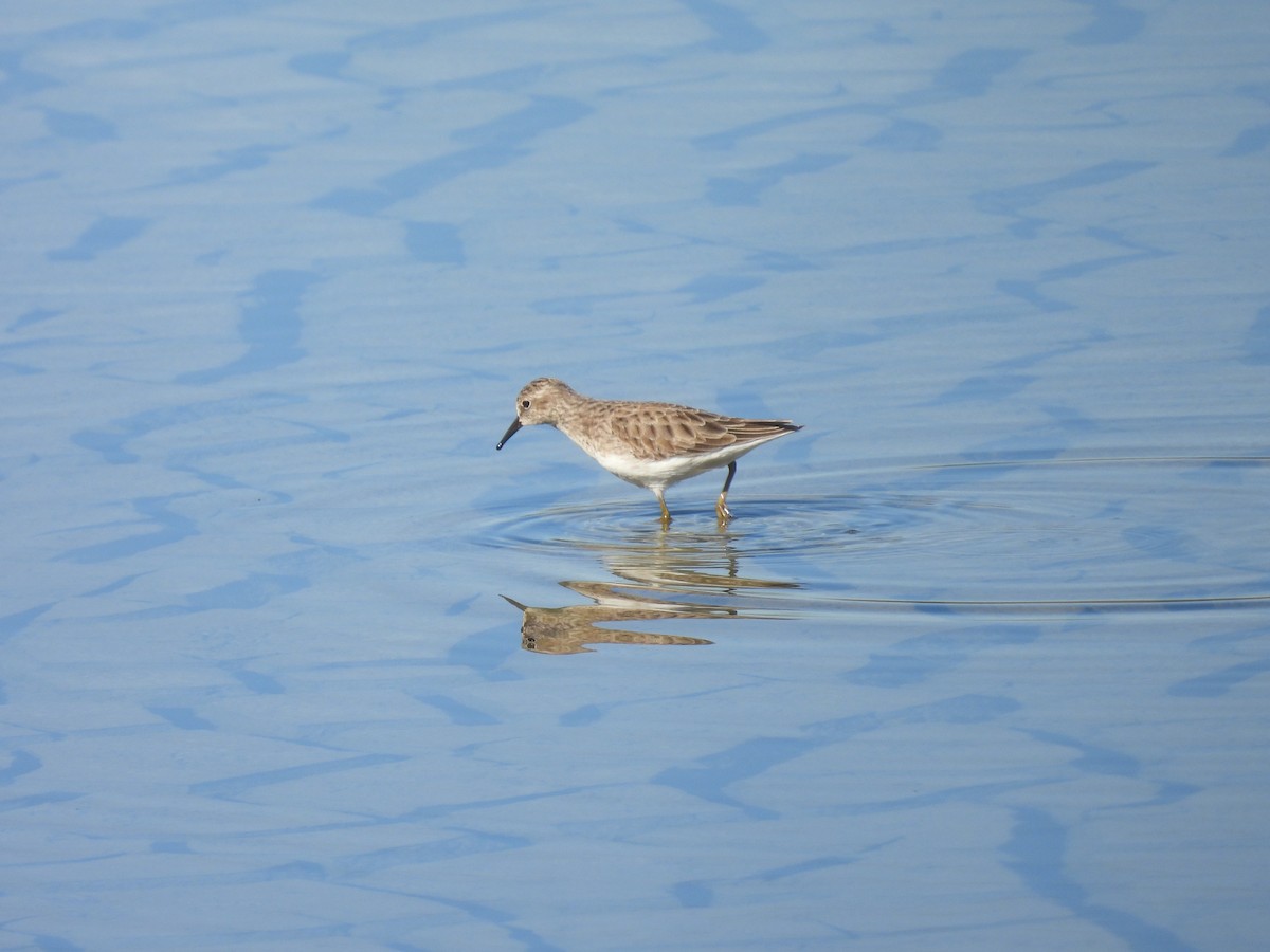 Least Sandpiper - ML646621201