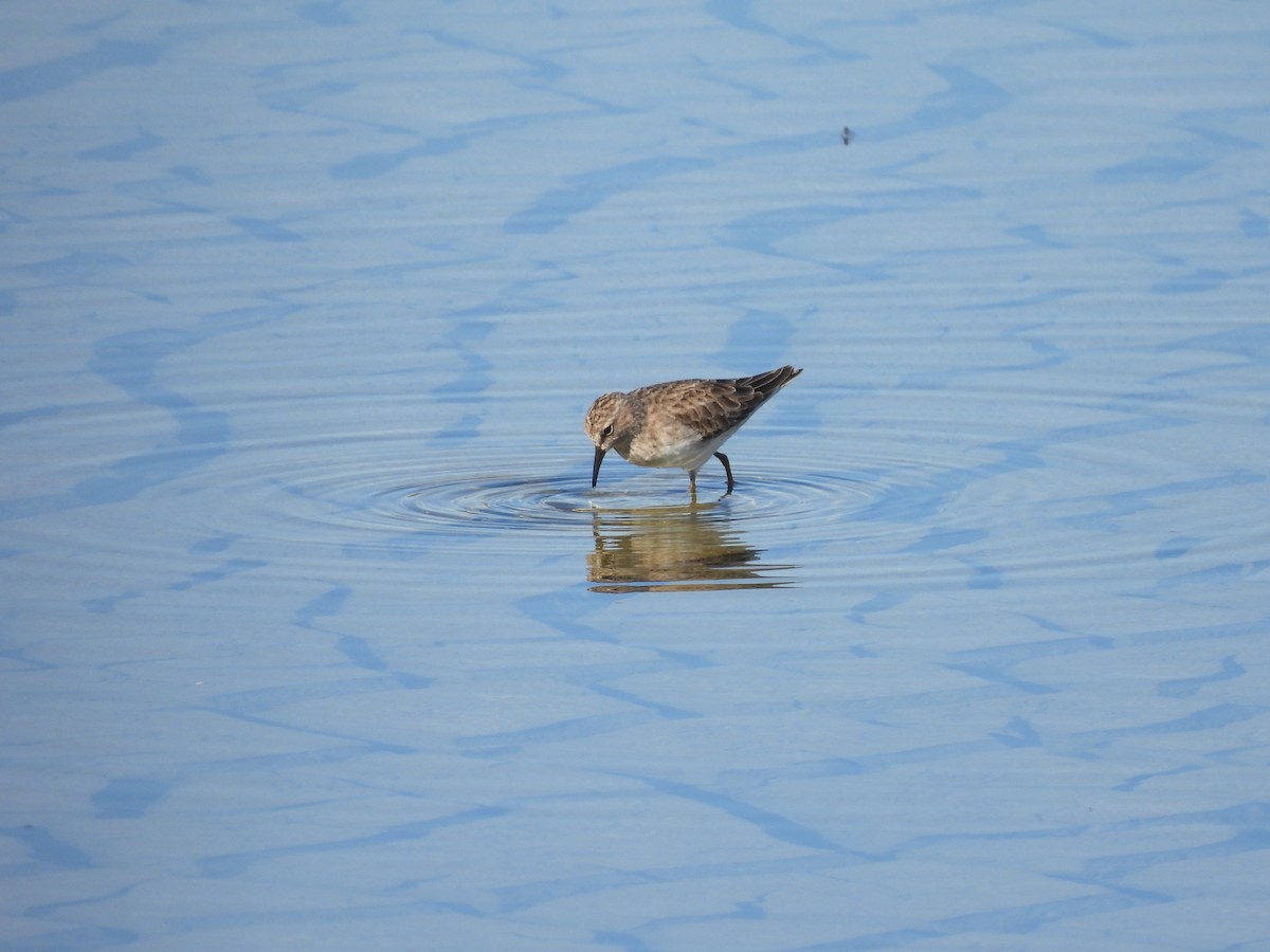 Least Sandpiper - ML646621202