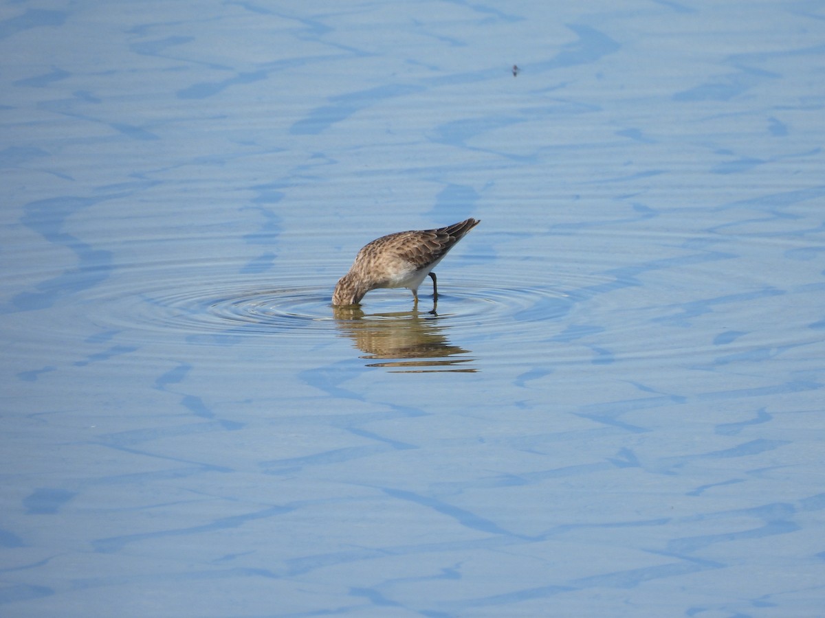 Least Sandpiper - ML646621203