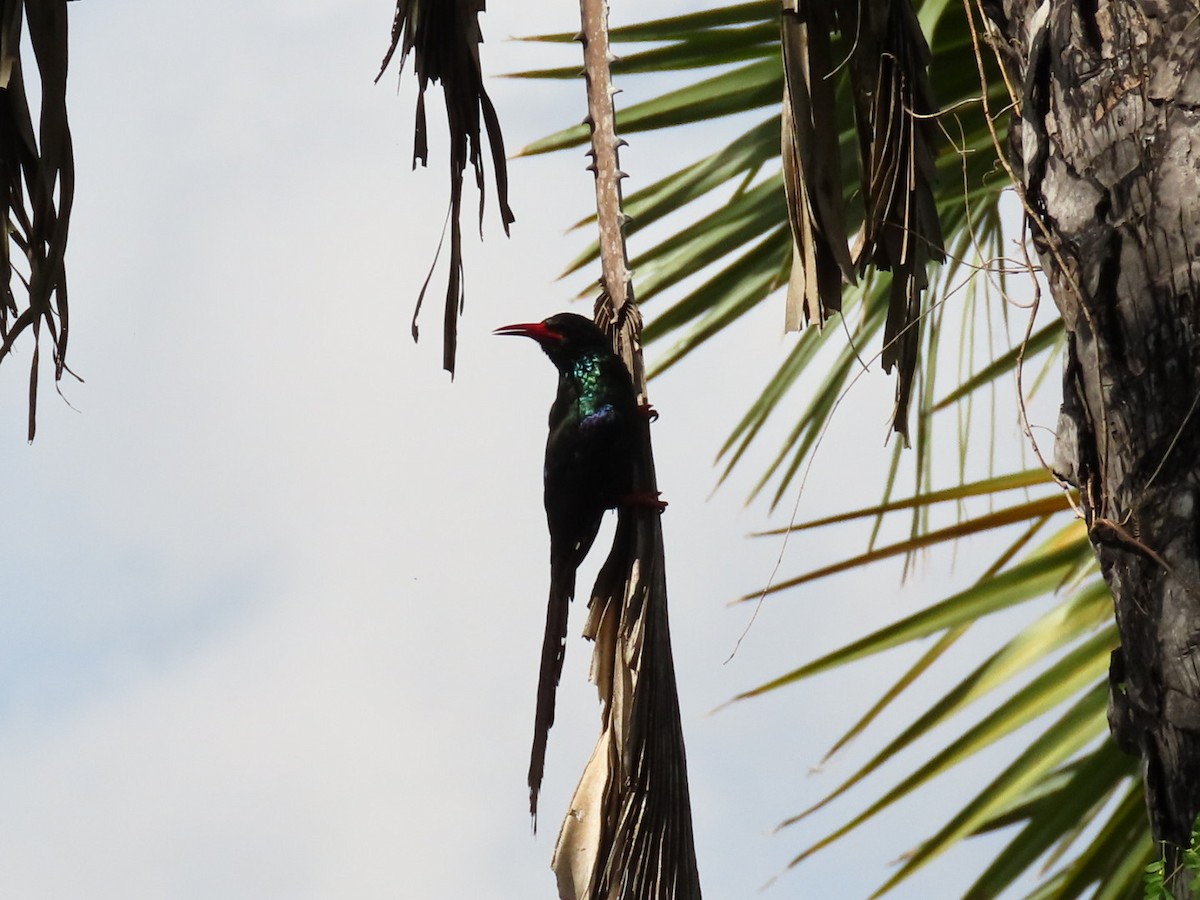 Green Woodhoopoe - ML646621204
