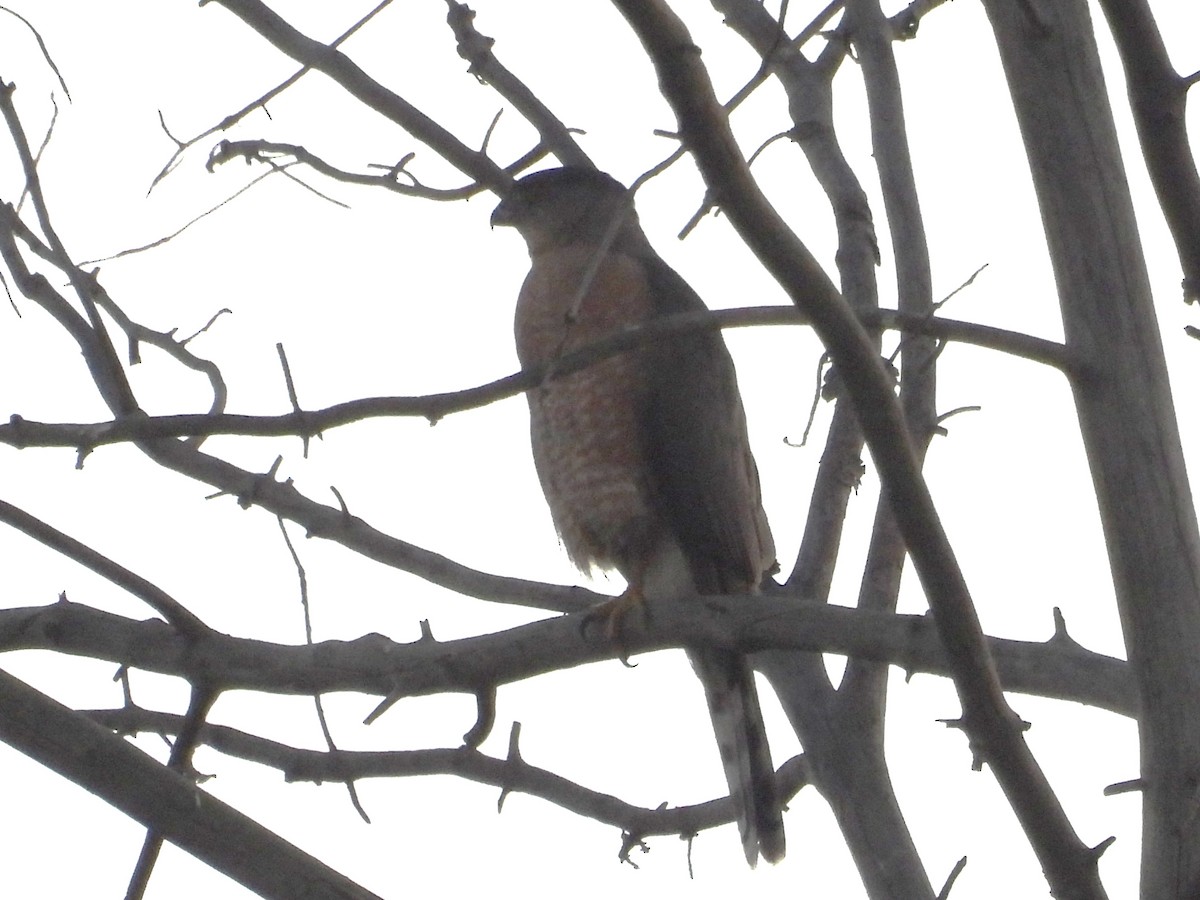 Cooper's Hawk - ML646621206