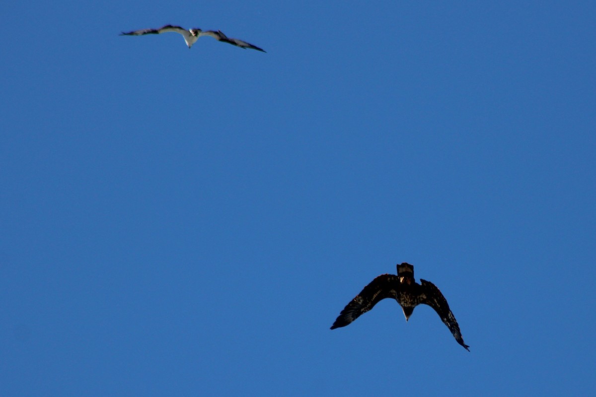 ハクトウワシ - ML646621207