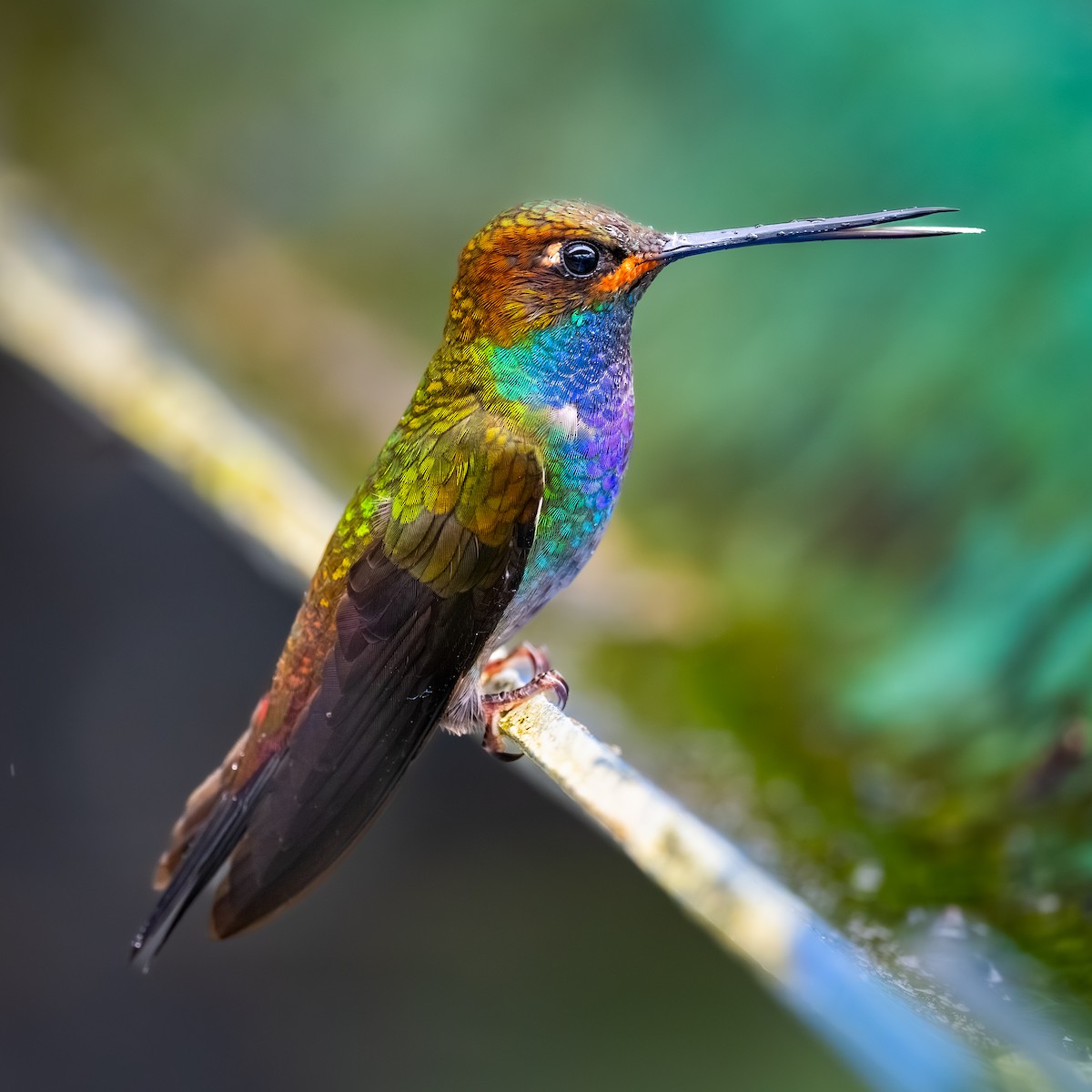 Kızıl Ağızlı Akkuyruk - ML646621208