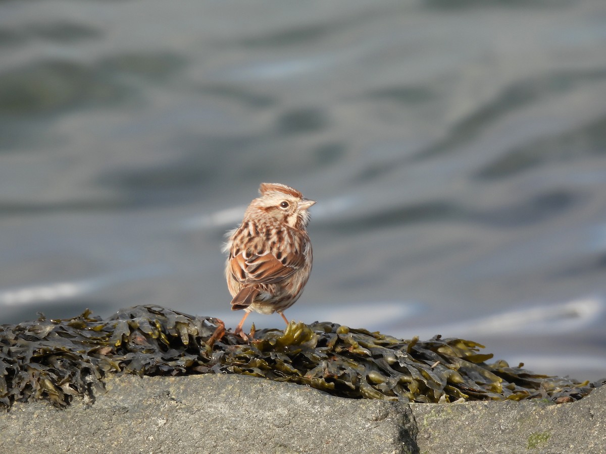 Chingolo Cantor - ML646621209