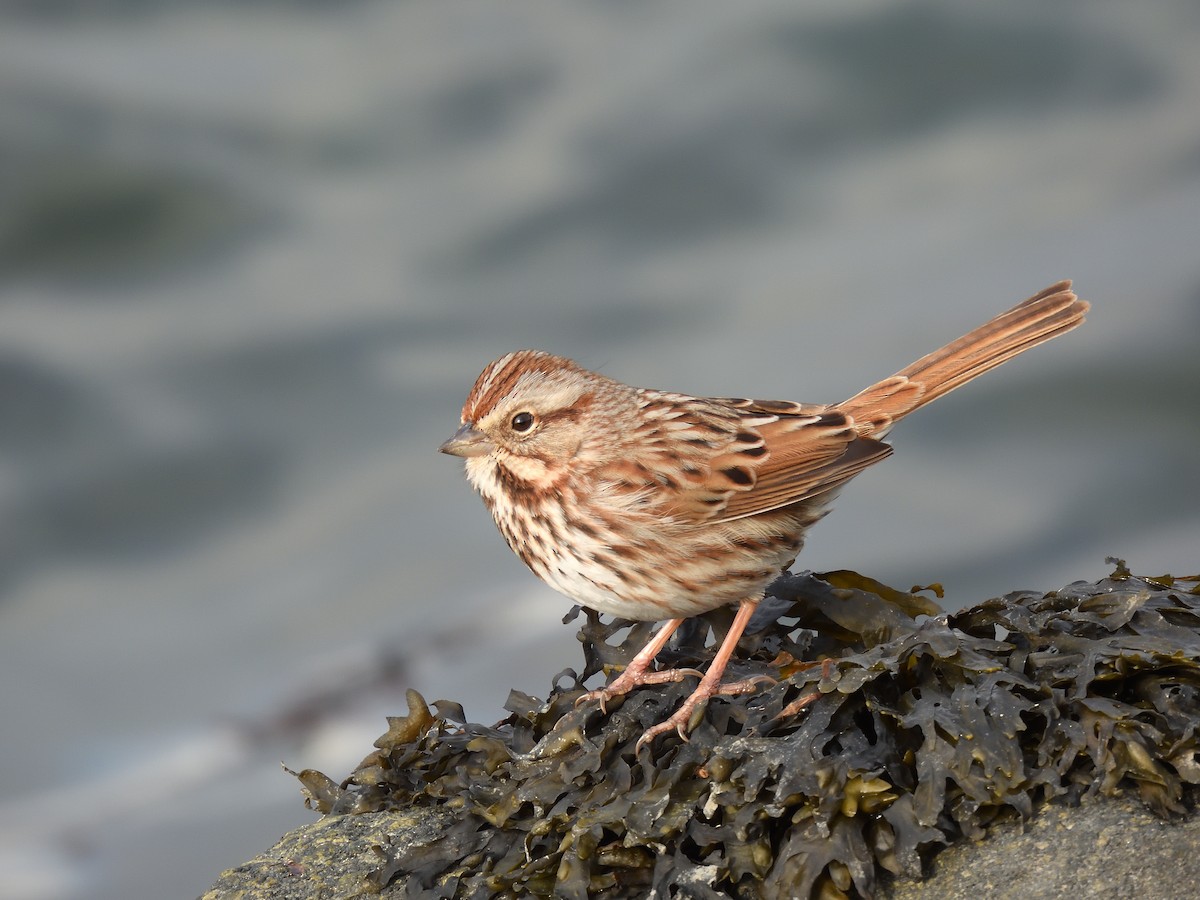 Chingolo Cantor - ML646621210