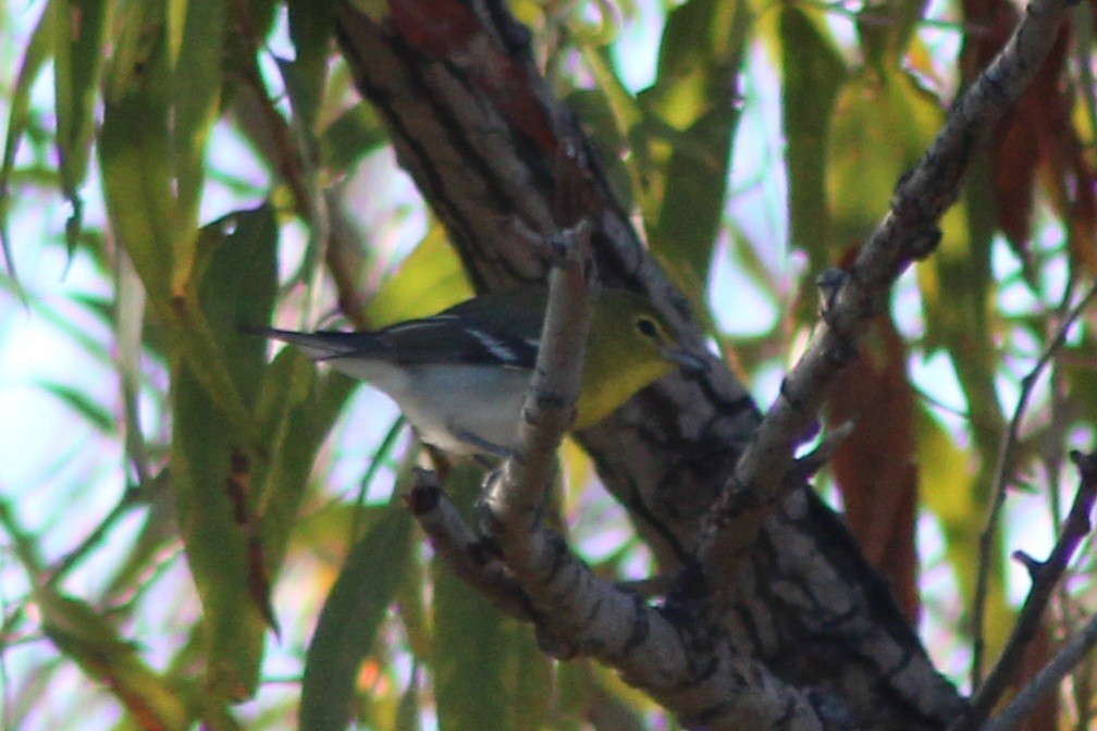 Bireo papo-horia - ML646621215