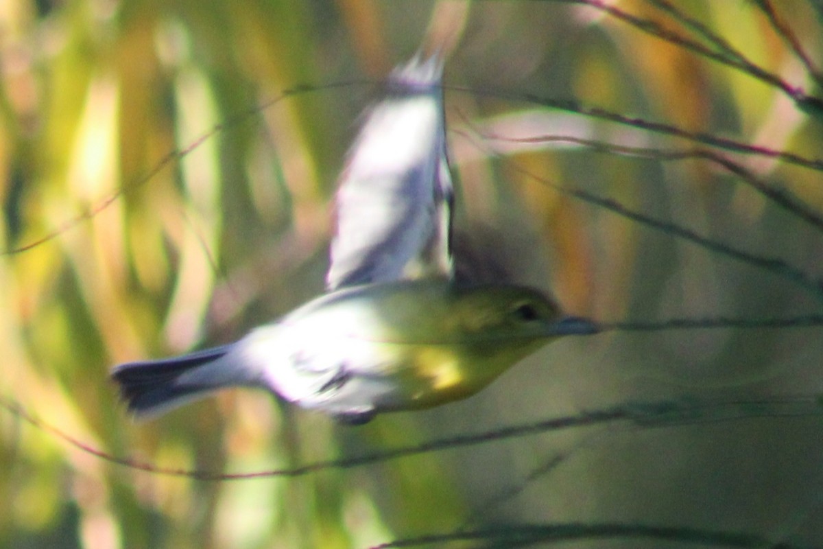 Bireo papo-horia - ML646621216