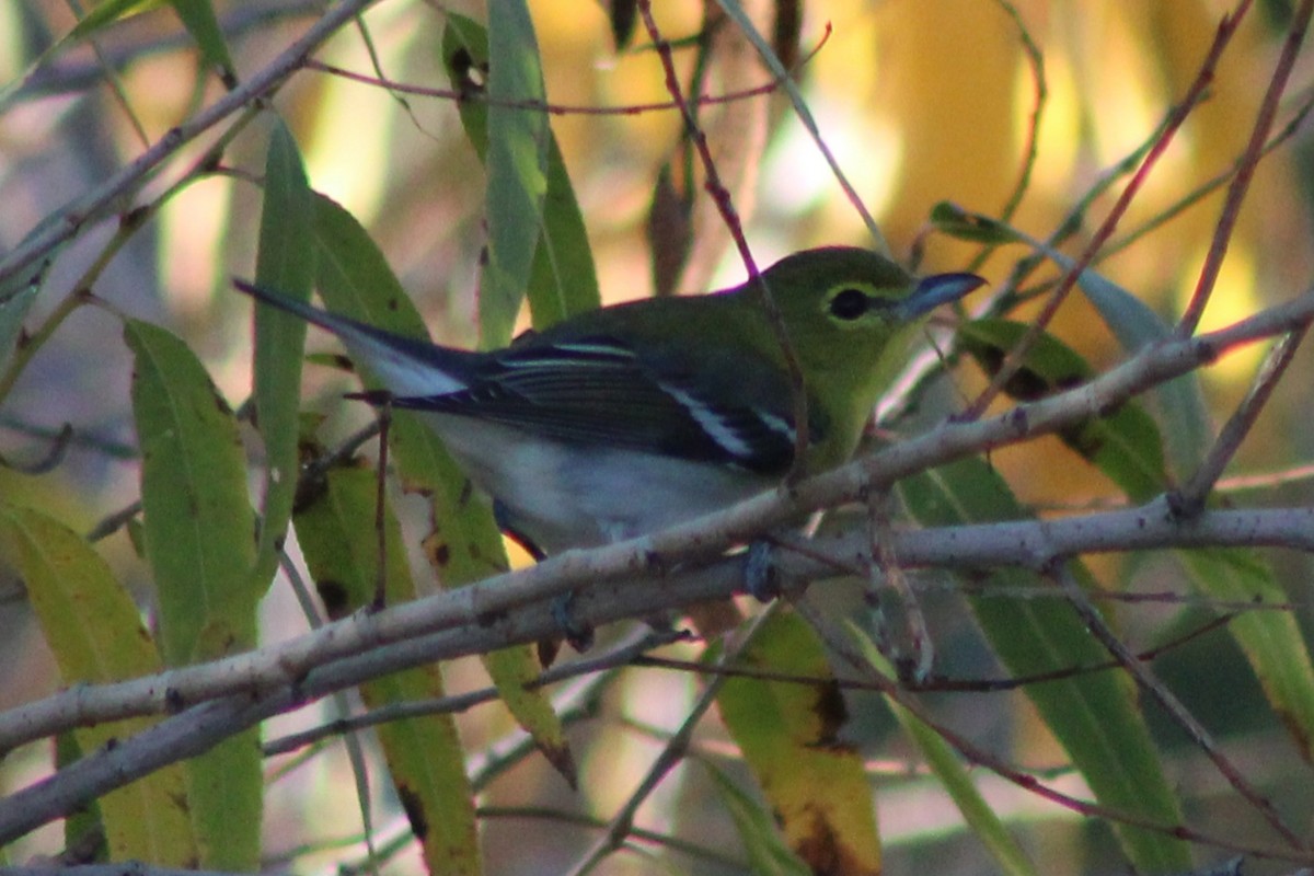 Bireo papo-horia - ML646621217