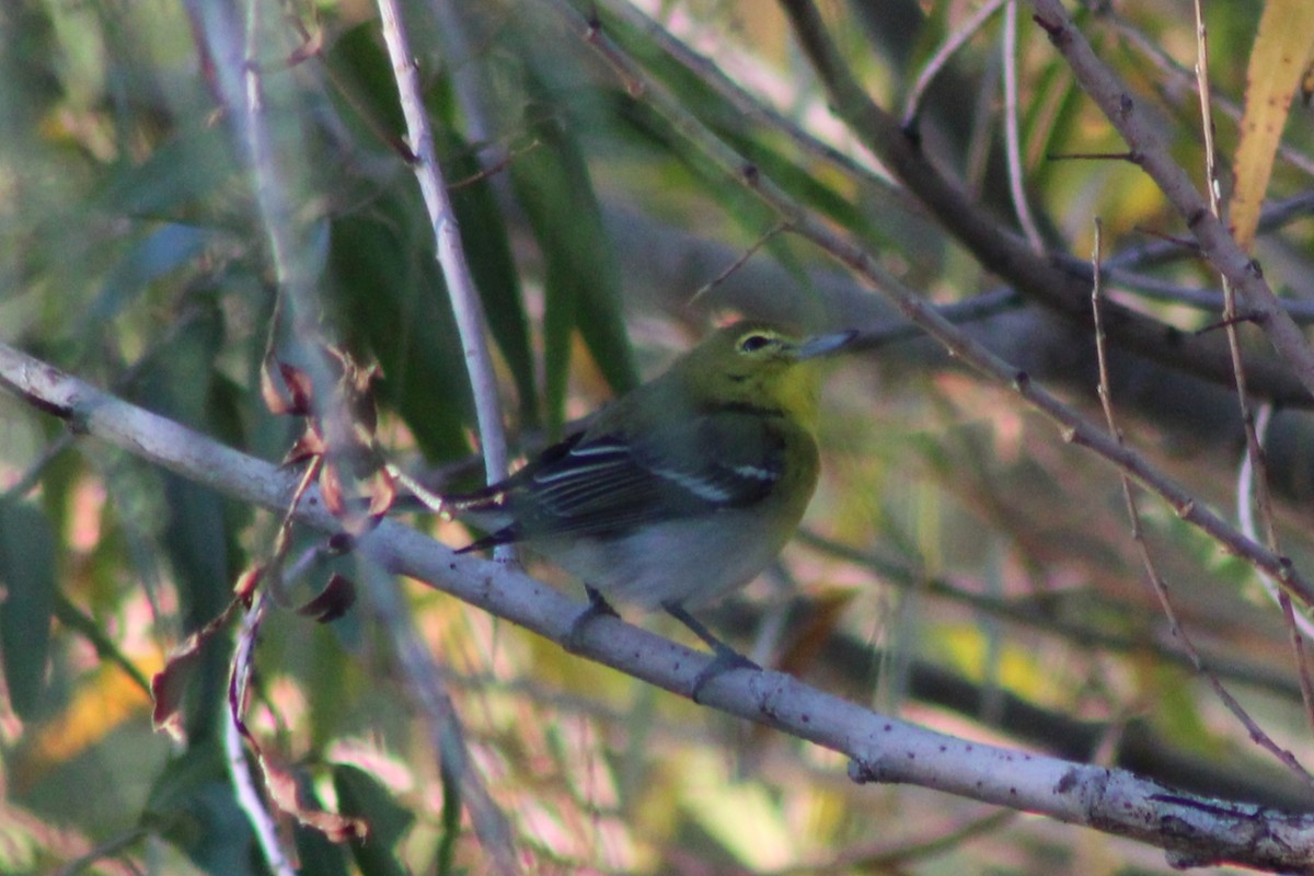 Bireo papo-horia - ML646621218