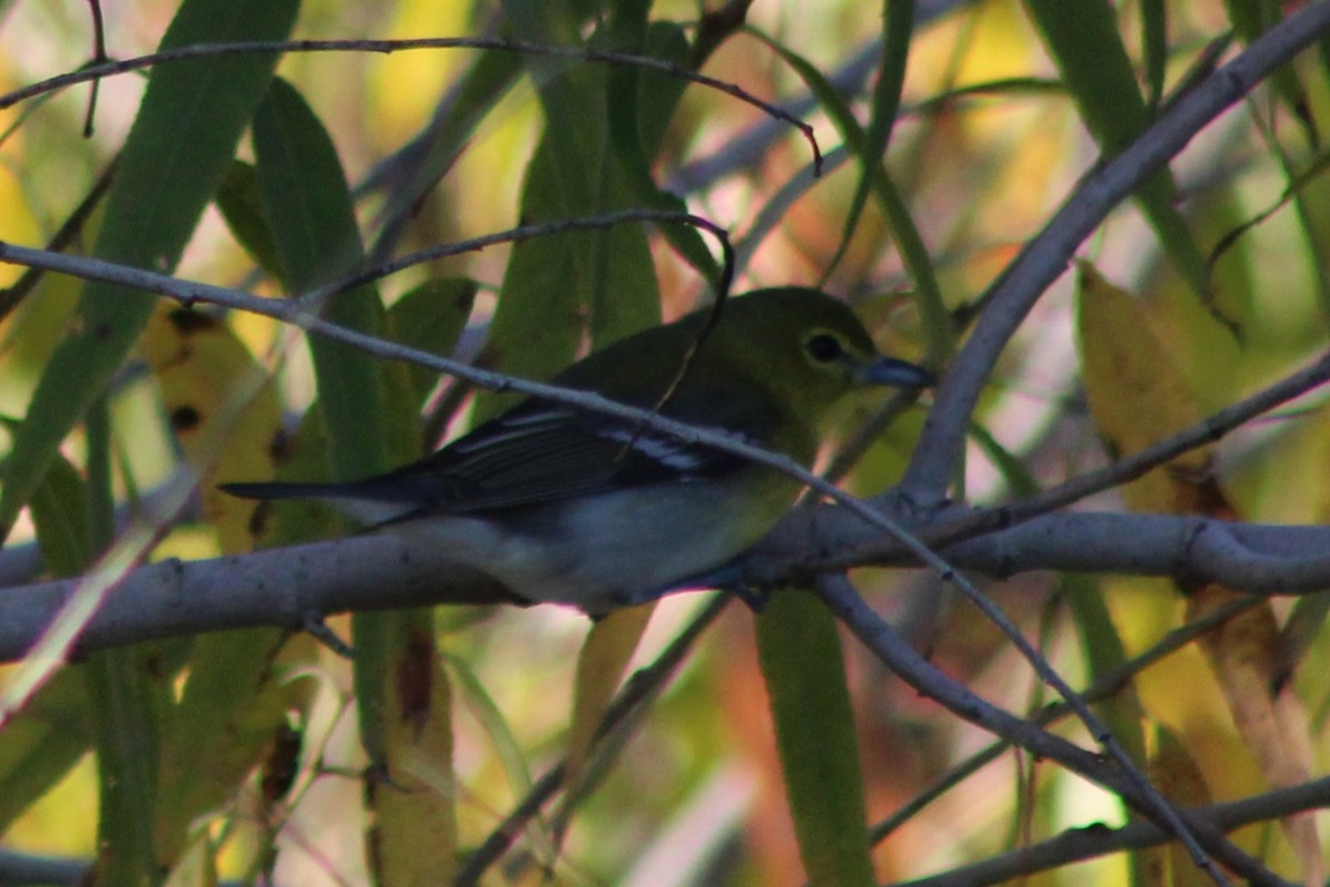 Bireo papo-horia - ML646621219