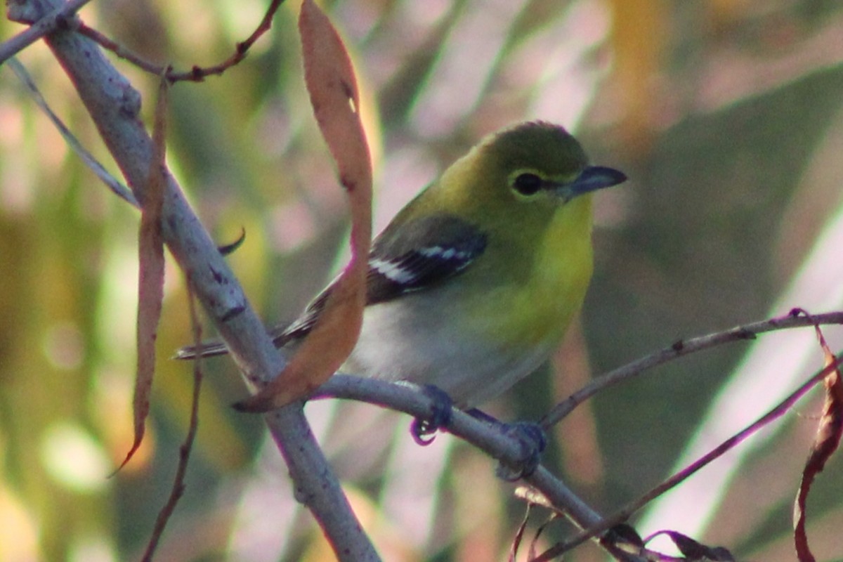 Bireo papo-horia - ML646621220