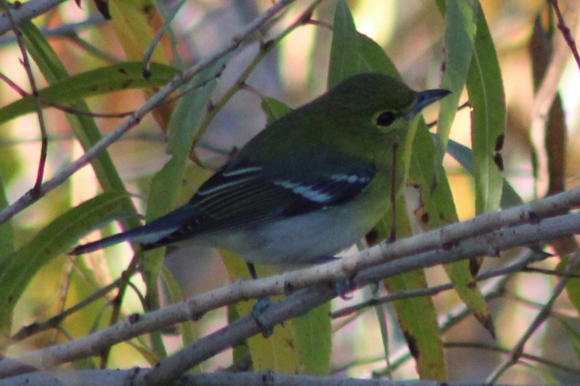 Bireo papo-horia - ML646621221