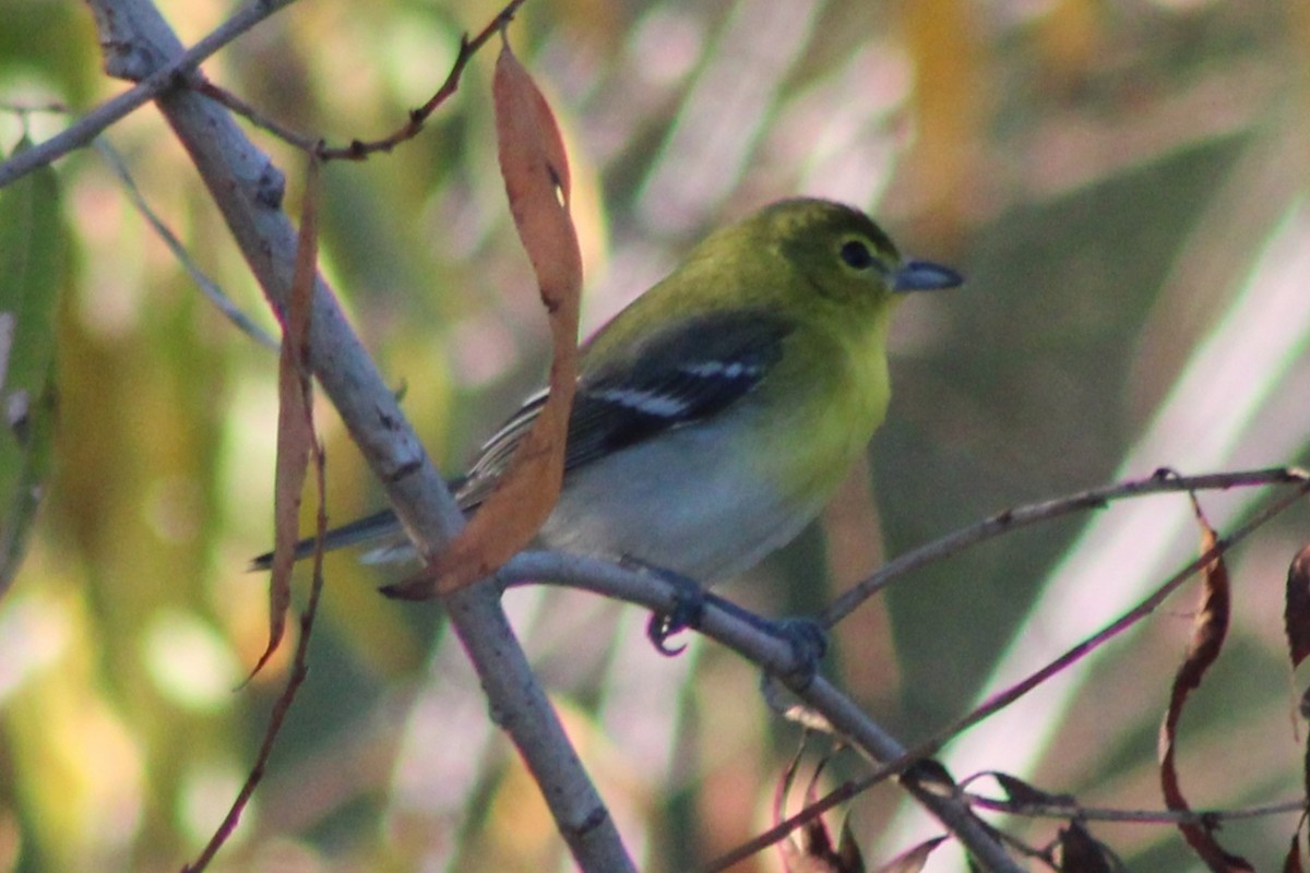 Bireo papo-horia - ML646621222