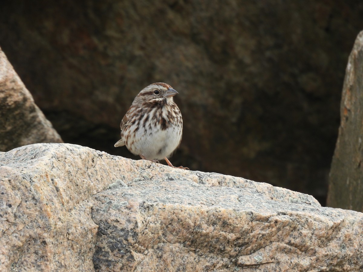 Chingolo Cantor - ML646621239