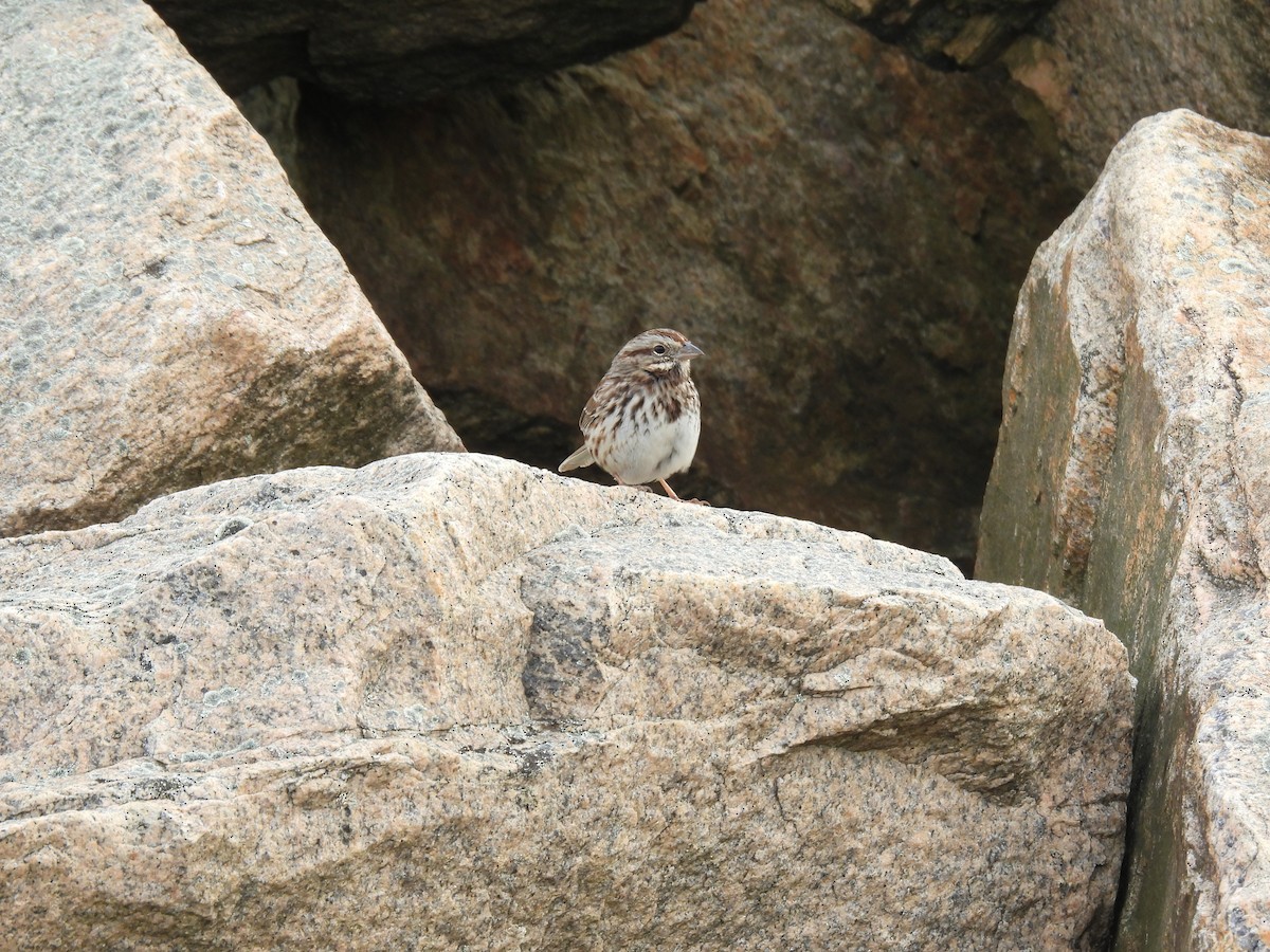 Chingolo Cantor - ML646621240