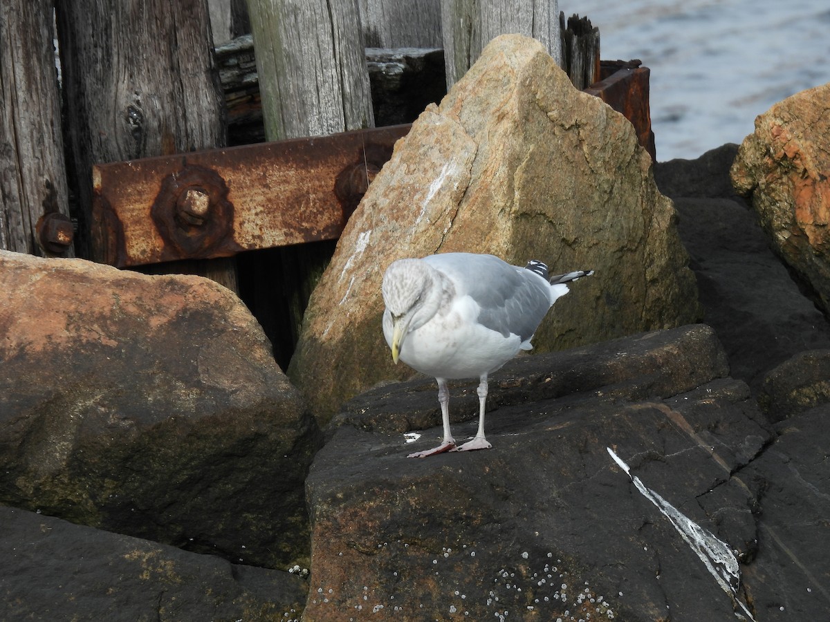 Gaviota Argéntea Americana - ML646621242