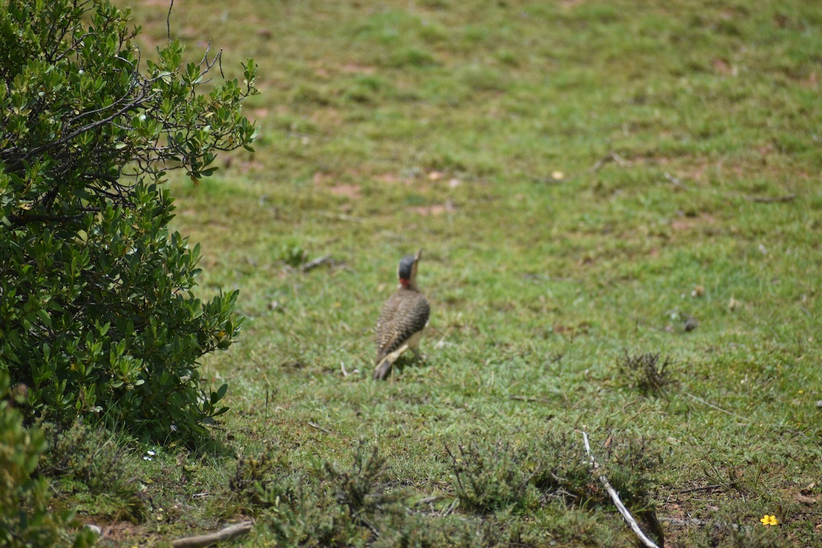 And Ağaçkakanı - ML646621243